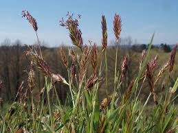 Image result for Anthoxanthum nivale