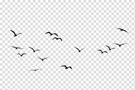 Flying Bird Transparent Background Png Cliparts Free Download Hiclipart We provide millions of free to download high definition png images. flying bird transparent background png