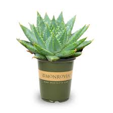 Image result for Aloe plowesii