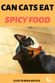 Popcorn itself is safe enough for cats to eat in small amounts, although it won't provide them much in the way of nutrition. Can Cats Eat Spicy Food Wellness Cat Food Best Cat Food Spicy Recipes