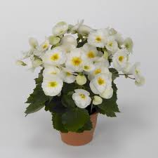 Image result for Begonia horticola