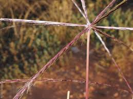 Image result for Enteropogon