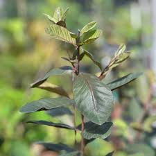 Image result for Psidium guajava