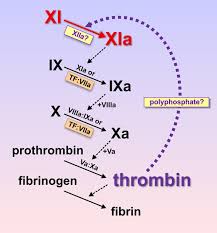 If your results are less than 20% of normal, you may have severe factor xi deficiency. Targeting Factor Xi To Prevent Thrombosis Arteriosclerosis Thrombosis And Vascular Biology