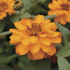 Deep dive, by @iksonmusic#zinnia #flowers #erwinquutag: Profusion Double Golden Zinnia Seeds Ws 22210 3 00 Weseeds Com