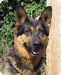 Redemption german shepherd rescue is a registered 501(c)3 corporation founded in 2014. German Shepherd Dog Mix Dog For Adoption In Hobart Indiana 16885 Shepherd Dog Mix German Shepherd German Shepherd Dogs