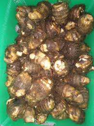 We did not find results for: China Taro Segar Dengan Warna Coklat Berkualiti Tinggi Taro Segar Dengan Warna Coklat Pada Bossgoo Com