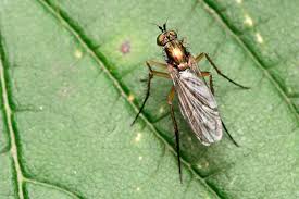 Image result for Dolichos sericeus