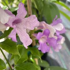 Image result for Mansoa