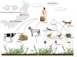 Food chain found in terrestrial habitat. Distributions And Biomagnification Of Polybrominated Diphenyl Ethers In A Grassland Ecosystem Food Chain Science Of The Total Environment X Mol
