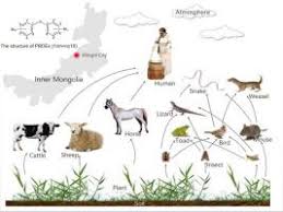 When the food chain happens among the organisms who are found on land habitats are known as terrestrial food chains. Distributions And Biomagnification Of Polybrominated Diphenyl Ethers In A Grassland Ecosystem Food Chain Science Of The Total Environment X Mol