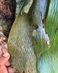 Image result for Antrophyum