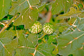 Image result for Solanum viarum