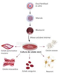 În laboratorul său, celulele extrase din ouă de pui fertilizate sunt cultivate în bioreactoare și hrănite cu lichide de origine vegetală bogate în proteine, grăsimi, zahăr, minerale și vitamine. In Ceea Ce Priveste Atarna ArmÄƒ Totul Despre Celulele Stem Pareri Justan Net