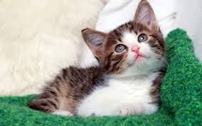 Check spelling or type a new query. 50 Incredibly Cute Baby Animal Pictures Around The World