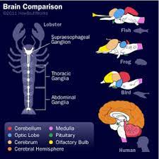 Yes all the animals have brain but only few can use it. Brain Parts How Your Brain Works Howstuffworks