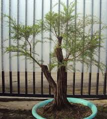 Bonsai ini berusia setahun di ambil dari tanah. Beackea Frutescens