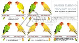 Peach Faced Lovebird Color Chart Bird Breeds African Lovebirds Pet Birds