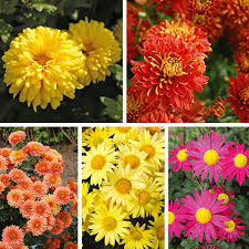The flower and aerial parts of many species are used in traditional medicine to treat hypertension, angina, fever, and various inflammatory diseases. Chrysanthemum Hardy Collection 5 Young Plants From Mr Fothergill S