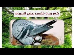 السلام عليكم ورحمة الله يستغرق الحمام وقت طويل في بناء العش لذالك تتأخر عملية البيض يبجب علينا مساعدة حتى يتم بناء العش بسرعة. Ù…ØªÙ‰ ÙŠØ¨ÙŠØ¶ Ø§Ù„Ø­Ù…Ø§Ù… Ø¨Ø¹Ø¯ Ø§Ù„ÙÙ‚Ø³ If