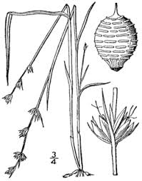 Image result for Scleria globonux