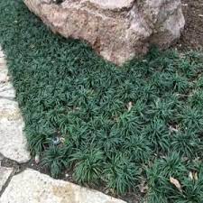 1 Gal Dwarf Mondo Grass Plant Oph159g1 The Home Depot Dwarf Mondo Grass Mondo Grass Mondo Grass Landscaping