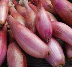 Shallot Zebrune Organic Vegetable Seeds Garlic Seeds Heirloom Seeds