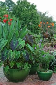 Elephant's ears offer some of the boldest foliage you could ever want in a garden. 7 Garden Elephant Ears Ideas Elephant Ears Elephant Ear Plant Colocasia