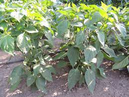 How do you grow bell peppers from seeds? How To Grow Pepper Plants Growing Peppers From Seeds The Gardener S Network
