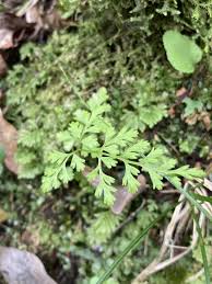 Image result for Anogramma