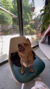 One day I’ll get an updated video of jasper howling 🤣 #dogsoftiktok #dog  #rescuedog #fosteringsaveslives #squirrelsinmypants #adopt #fosterkittens  #kittens