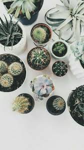 Pin On Succulent Garden