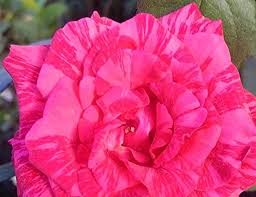 Gambar Bunga Cantik Tanpa Warna 40 Gambar Bunga Cantik Indah Bagus Comel Foto Wallpaper Hd Bunga Mawar Merah Tanpa Duri 12 Arti Bunga M In 2020 Flowers Rose Plants
