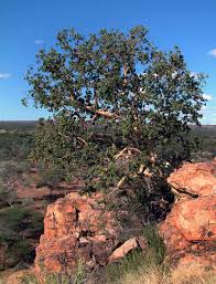 Image result for Ficus tettensis