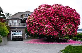 Amazing 125 Year Old Rhododendron Tree In Ladysmith British Columbia Canada Beautiful Tree Rhododendron Tree