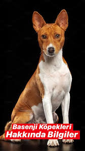 Basenji Kopekleri Hakkinda Bilgiler En Guzel Sozler Ve Mesajlar