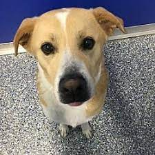 Available Pets At Community Humane Shelter Of Steuben County In Angola Indiana Labrador Retriever Pet Adoption Pets