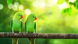 Image result for tbn:ED285OK8yRCGdM::www.hawanaajd.com/backgd/data/media/4/Wallpapers_-_Parrots_-_01.jpg