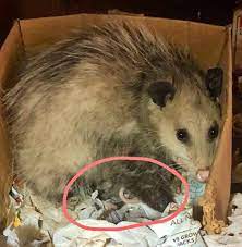 The primary sources of sustenance are small rodents, insects, worms, slugs and snails, frogs and birds. Wild West Wildlife Rehabilitation Center Helps Rescue Opossum Family Kittens From Shed Kvii