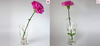We did not find results for: How To Arrange One Flower In A Vase With Stem 3 How To