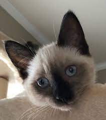 Pin On Gatitos