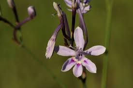 Image result for Afrosolen