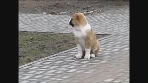 Super Bir Alabai Yavrusu Kangal Izlesene Com