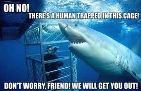 Funny Shark Photo Misunderstood Shark Sharks Funny Funny Animal Memes