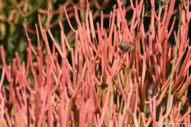 Image result for Euphorbia pfeilii