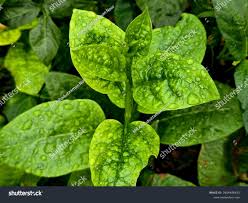 Image result for Basellaceae
