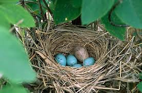 Image result for cuckoo bird nest
