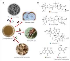 Image result for Anthericopsis