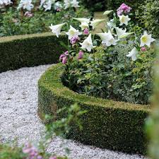Check spelling or type a new query. How To Grow And Care For Easter Lilies Hgtv