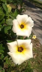 Image result for Turneraceae